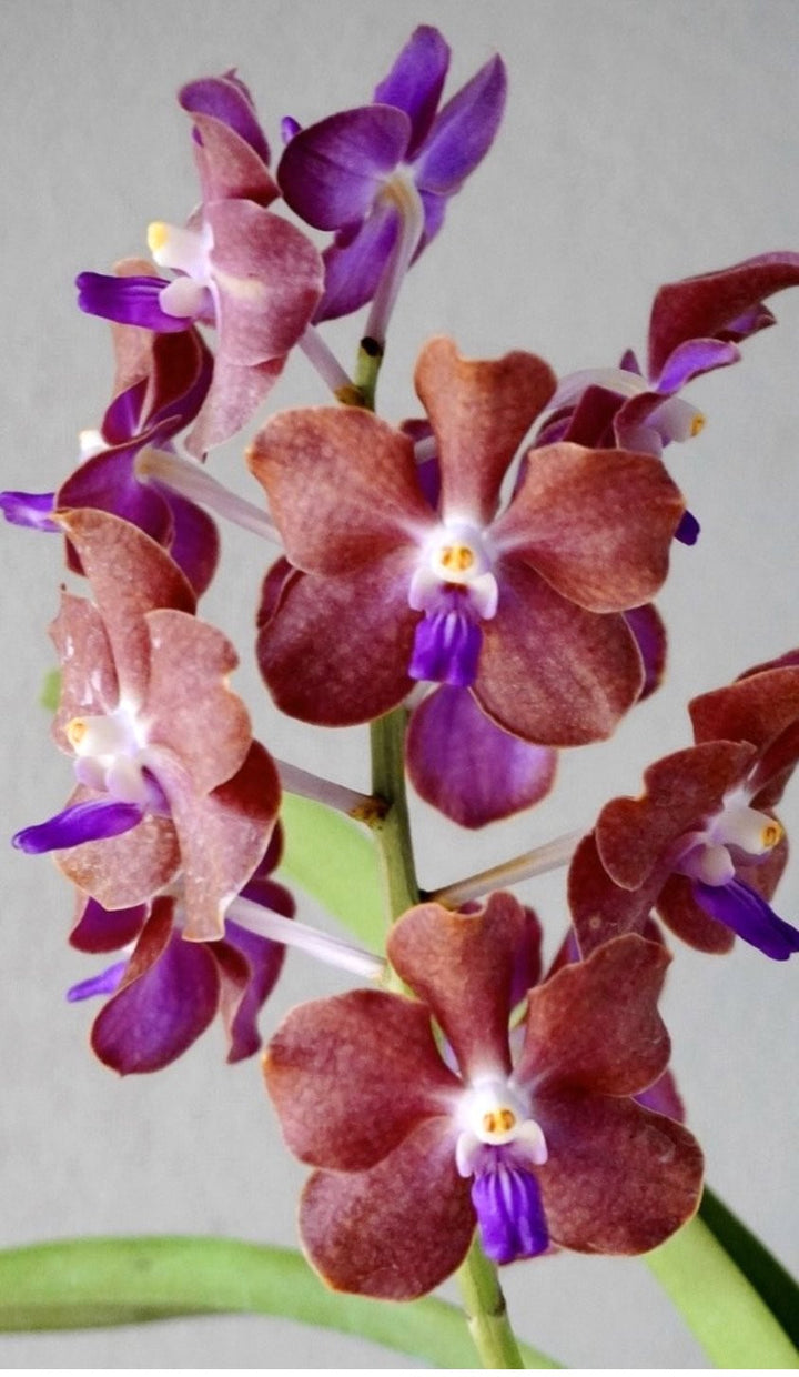 Vanda (Mem. Thianchai x Fuchs Gold) x Mimi Palmer