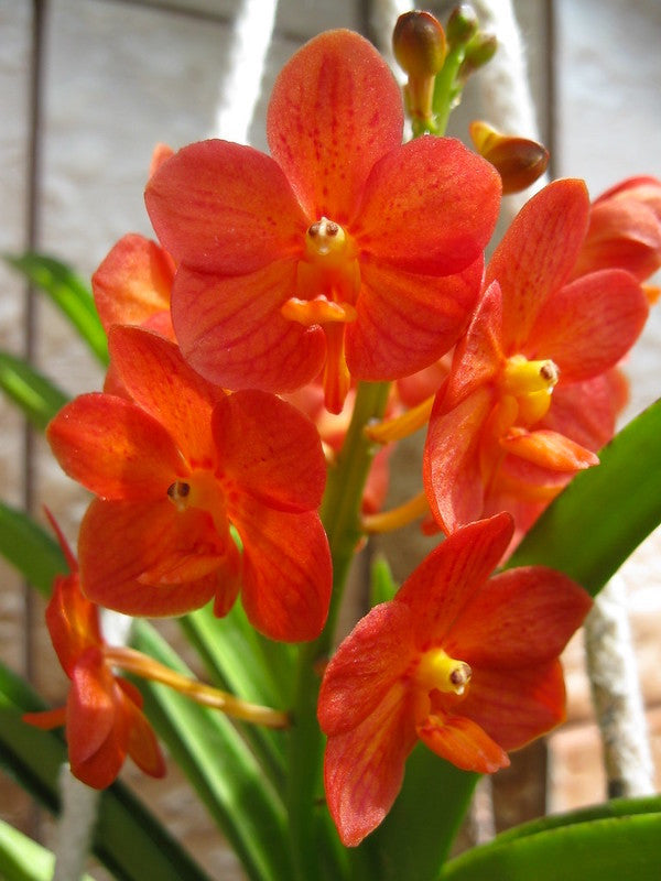 Vanda Arthorn (Vanda Yip Sum Wah × Vanda miniata)