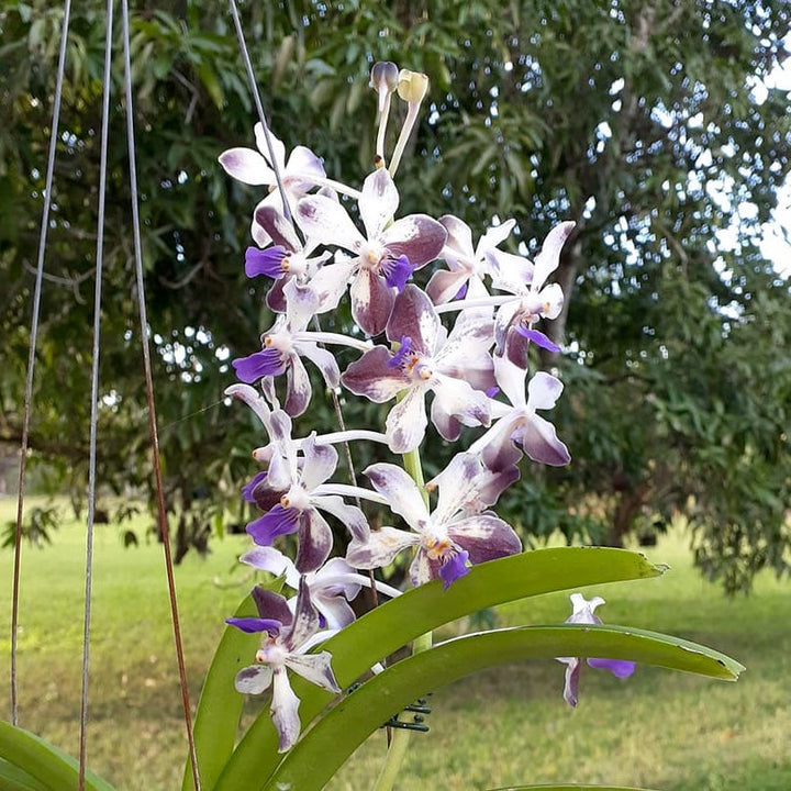 Vanda (lamellata x Noi Blue) x Rhy. coelestis Blue Lip