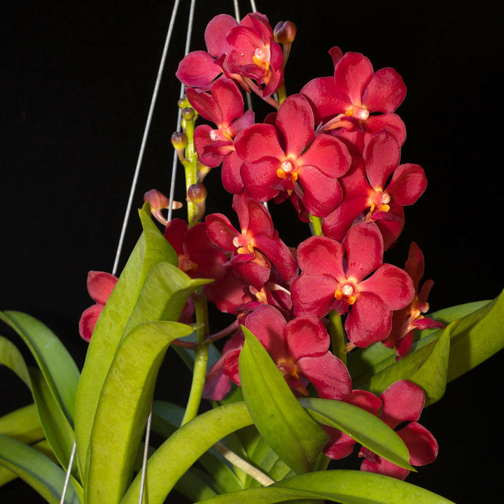 Vanda Sweet Pea (Vanda bensonii × Vanda Peggy Foo)