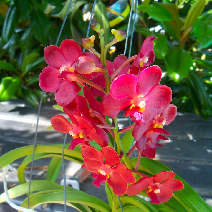 Vanda Sweet Pea (Vanda bensonii × Vanda Peggy Foo)