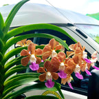 Vanda densig (V. denisoniana x insignis)