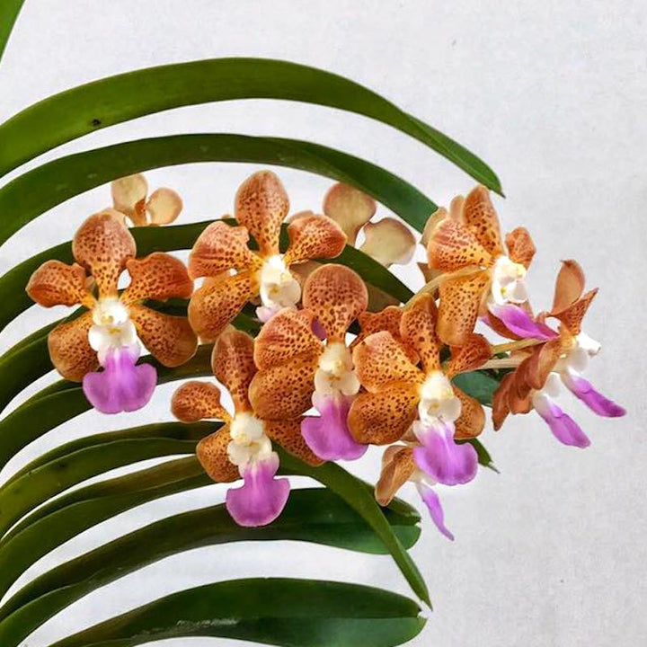 Vanda densig (V. denisoniana x insignis)