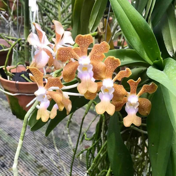 Vanda densig (V. denisoniana x insignis)