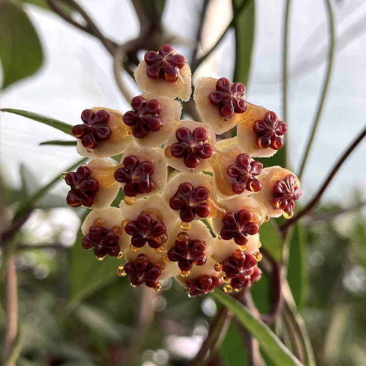 Hoya kerrii  'Big Leaves' - frunze in forma de inima