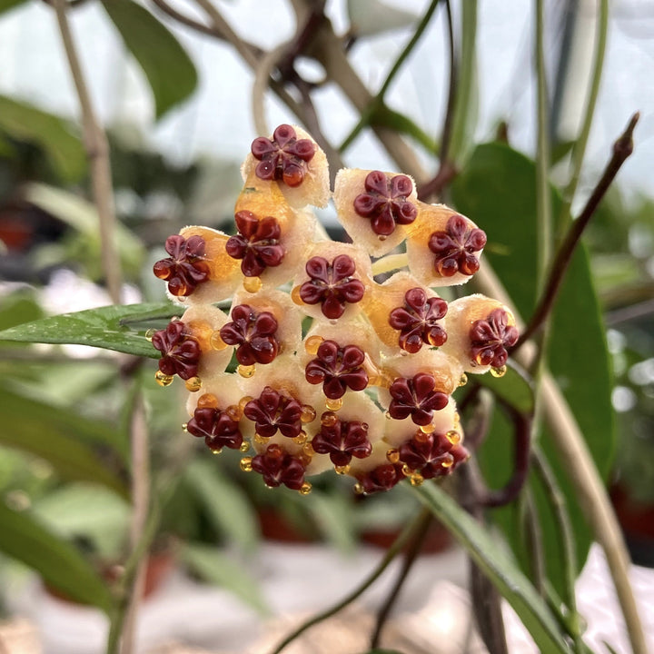 Hoya kerrii  'Big Leaves' - frunze in forma de inima