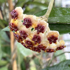 Hoya kerrii  'Big Leaves' - frunze in forma de inima