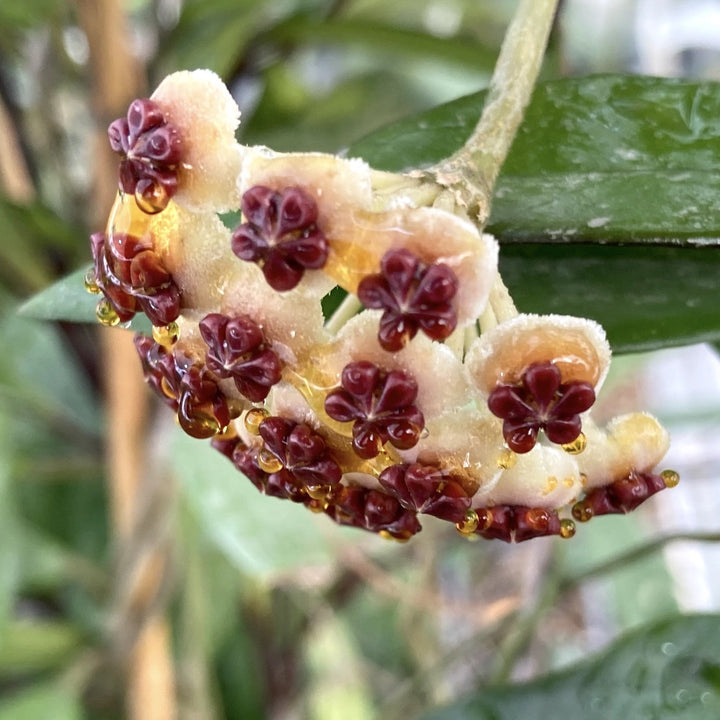 Hoya kerrii  'Big Leaves' - frunze in forma de inima