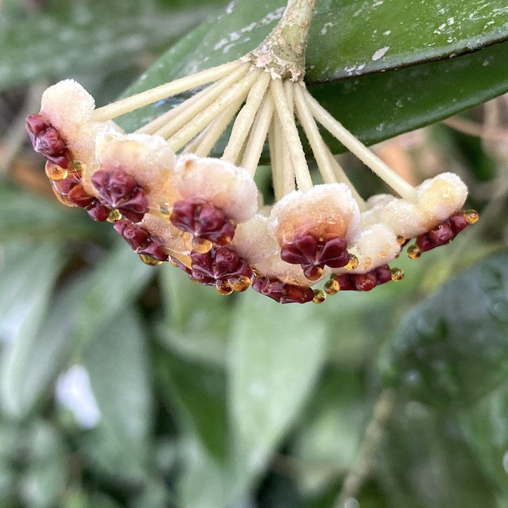 Hoya kerrii  'Big Leaves' - frunze in forma de inima