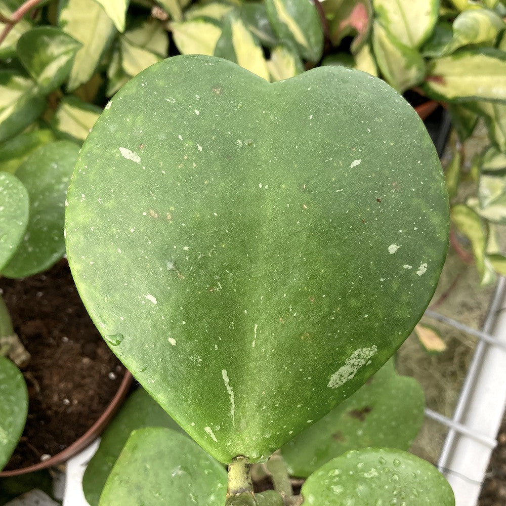 Hoya kerrii  'Big Leaves' - frunze in forma de inima