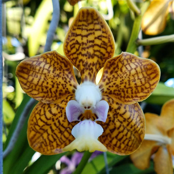 Papilionanda Batram (Papilionanda Mimi Palmer × Vanda denisoniana)