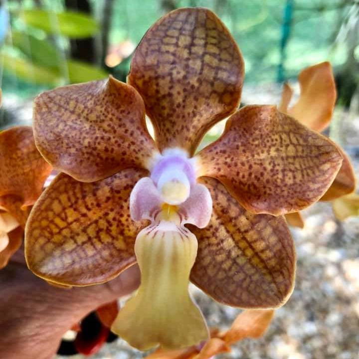 Papilionanda Batram (Papilionanda Mimi Palmer × Vanda denisoniana)