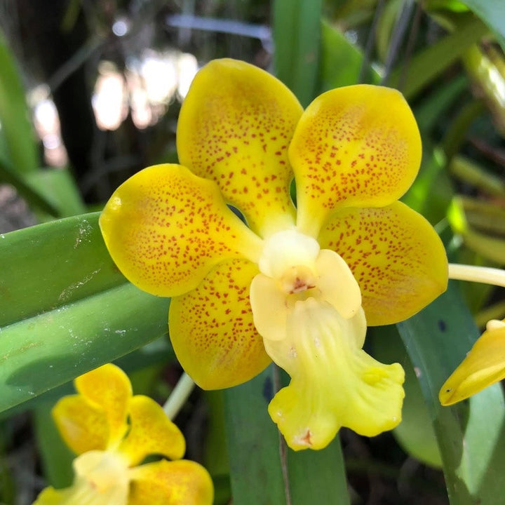 Papilionanda Batram (Papilionanda Mimi Palmer × Vanda denisoniana)