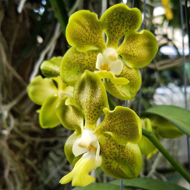 Papilionanda Batram (Papilionanda Mimi Palmer × Vanda denisoniana)