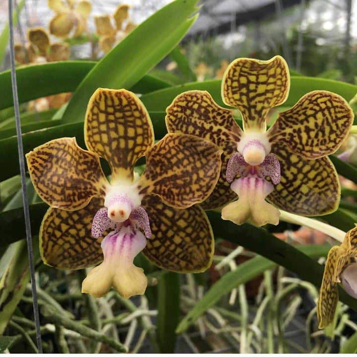 Papilionanda Batram (Papilionanda Mimi Palmer × Vanda denisoniana)