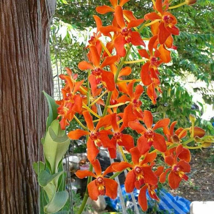 Vanda denisoniana x Renanthera storei