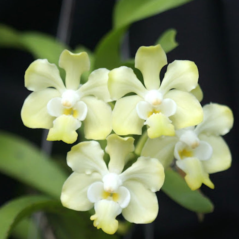 V. denisoniana 'Yellow' x denisoniana 'Shinentorn'