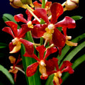 Vanda mariae sp. Philippines