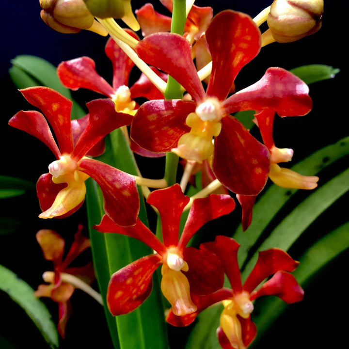 Vanda mariae sp. Philippines