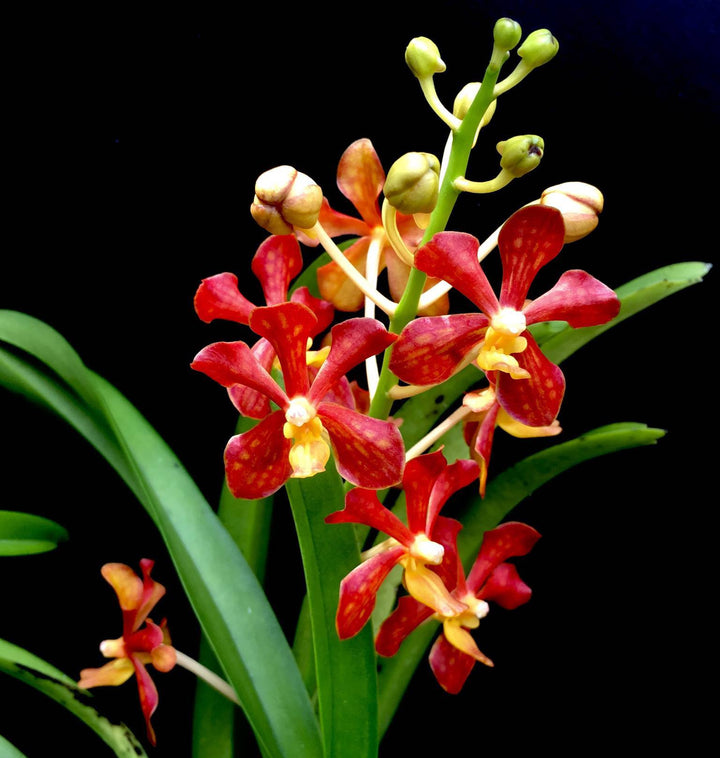 Vanda mariae sp. Philippines