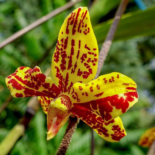 Dimorphorchis lowii sp. Borneo