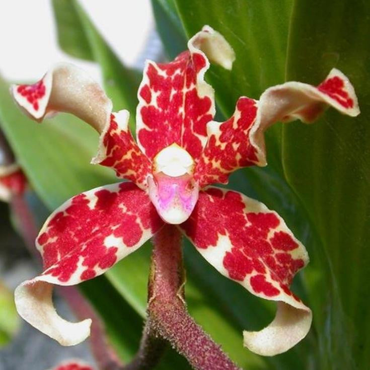 Dimorphis Dimorphorchis lowii sp. Borneo – Floraria Secret Garden (SG)