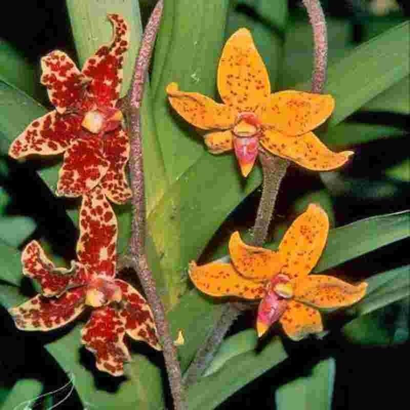 Dimorphorchis lowii sp. Borneo