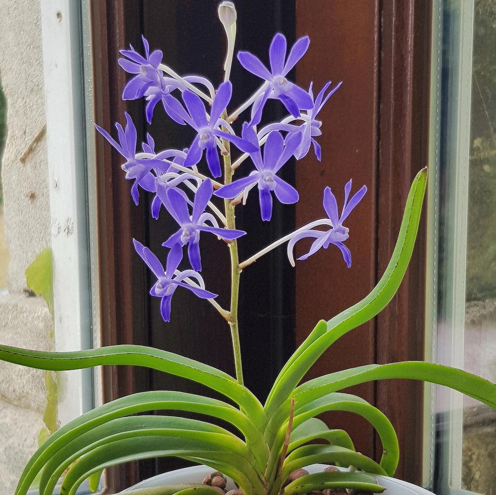 Vandachostylis (Darwinara) Charm 'Blue Star'