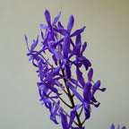 Vandachostylis (Darwinara) Charm 'Blue Star'