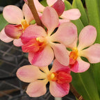 Vandaenopsis Prapin (Phalaenopsis pulcherrima × Vanda Pralor)