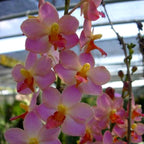 Vandaenopsis Prapin (Phalaenopsis pulcherrima × Vanda Pralor)