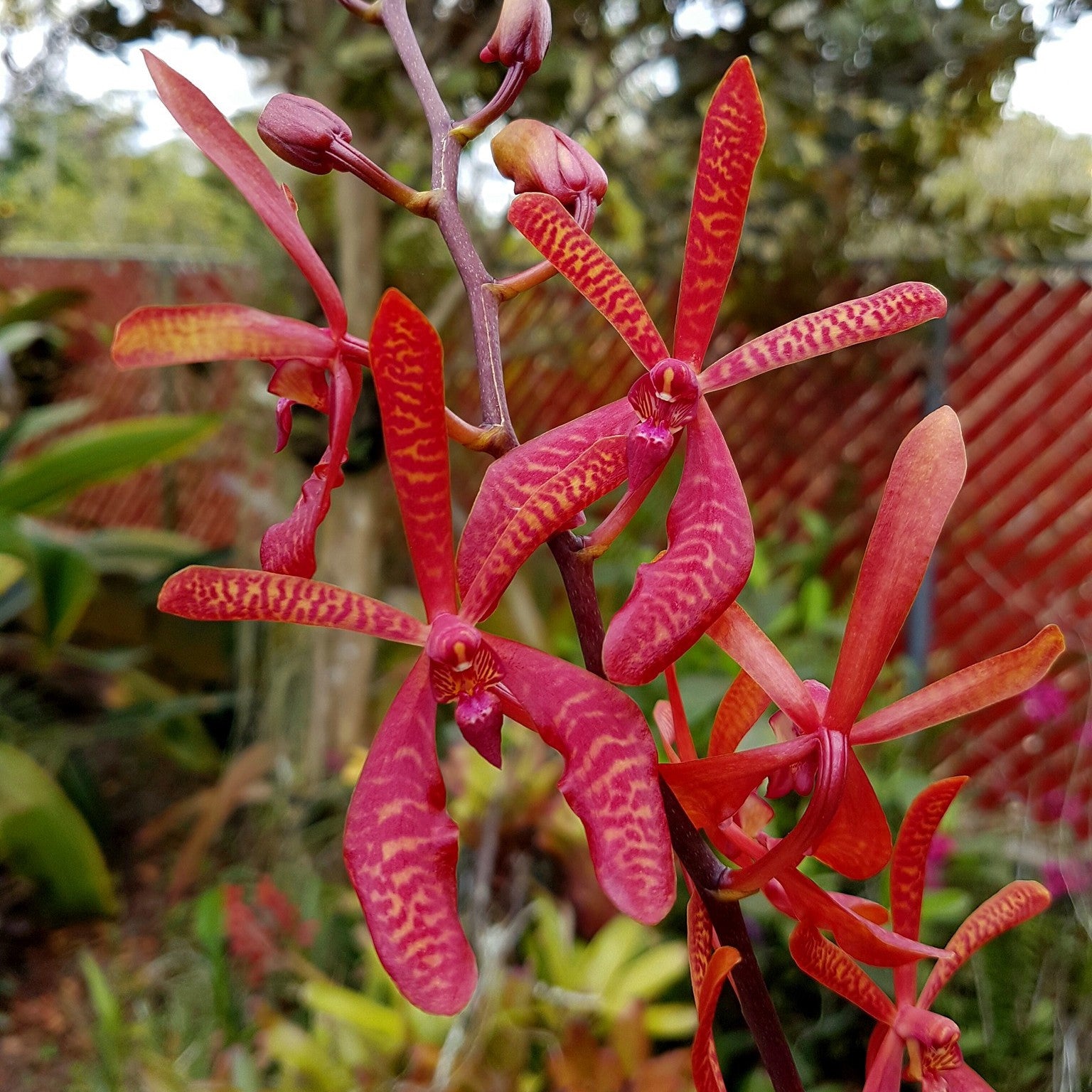 Aranthera Anne Black (Arachnis Maggie Oei × Renanthera coccinea)