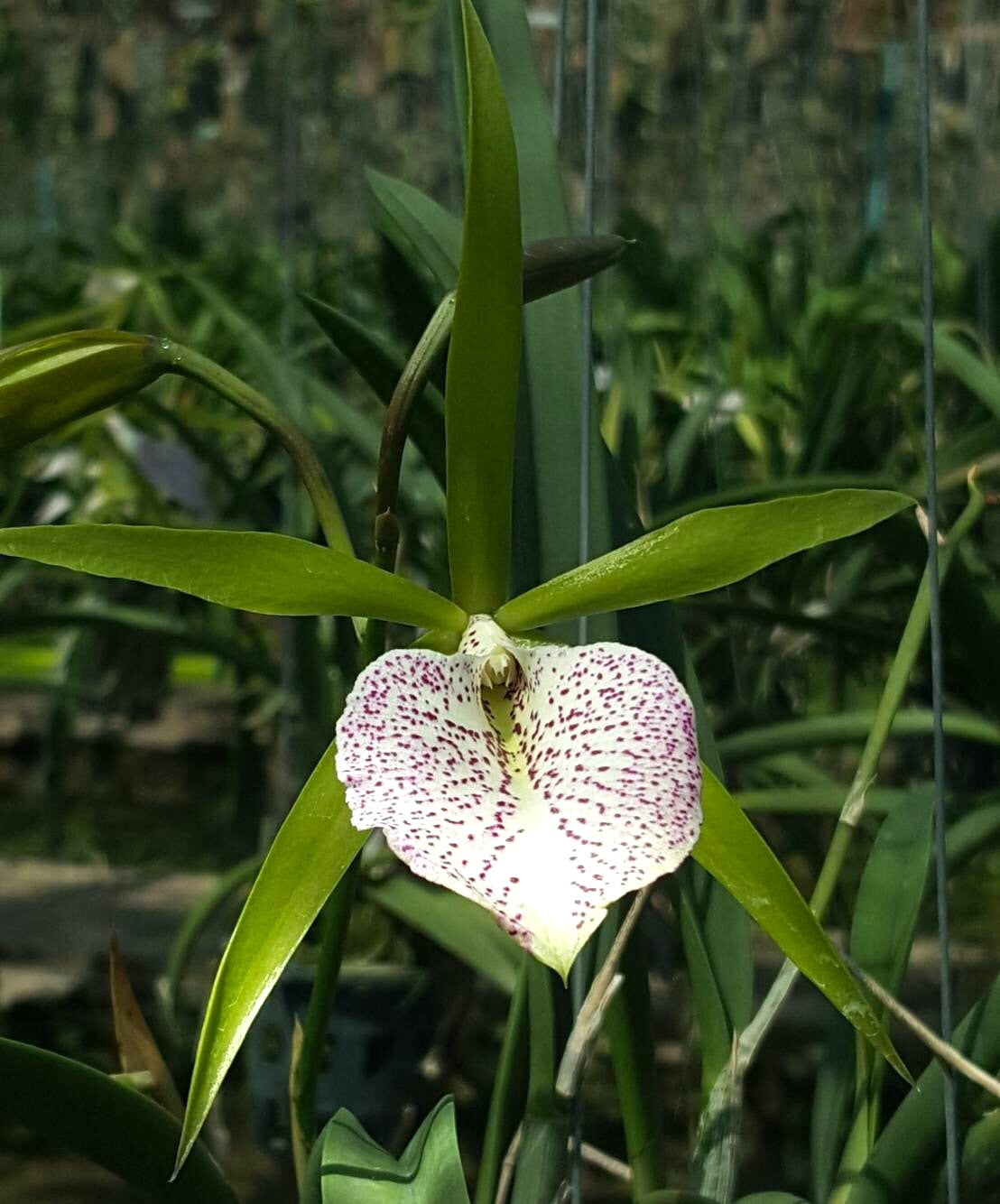 BC. Nakornpathom Silver 'Joy Black' *parfumata