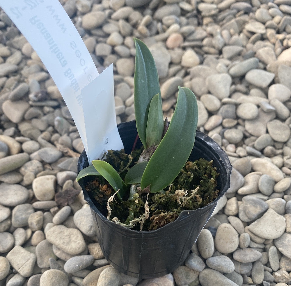 Rth. Budai Win Eyes AM/AOS