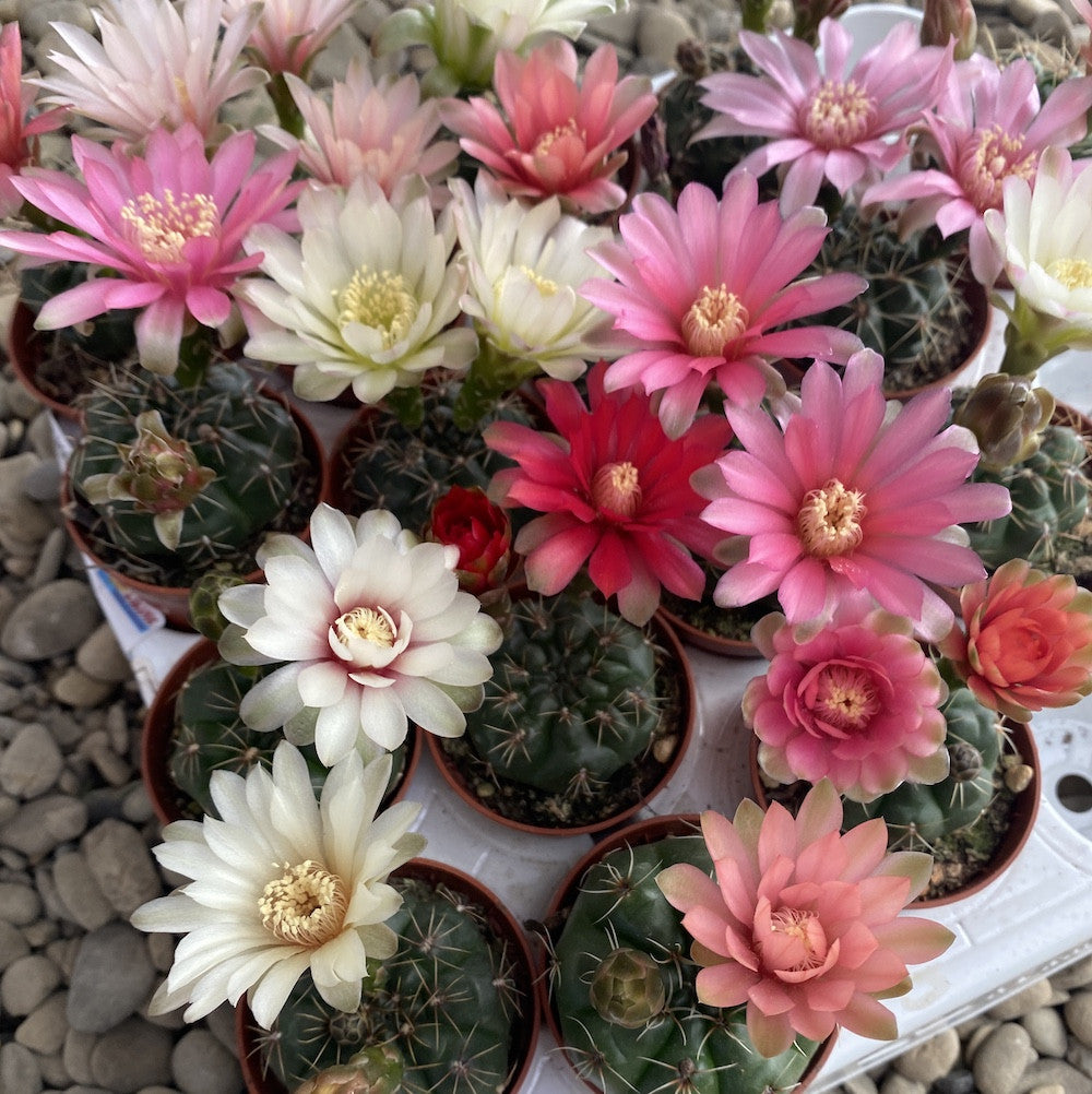Cactusi Gymnocalycium baldianum