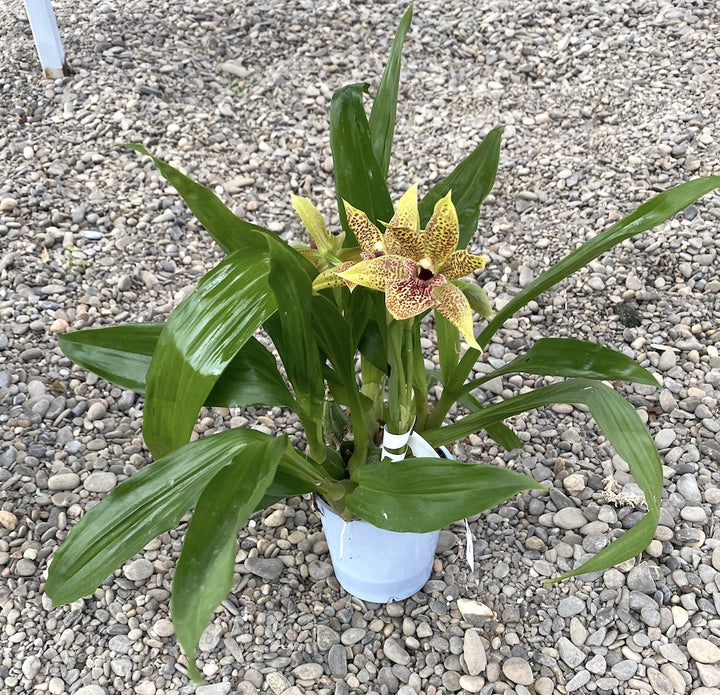 Orhidee Zygopetalum - Propetalum Golden Bay parfumata, disponibil la un pret atractiv!