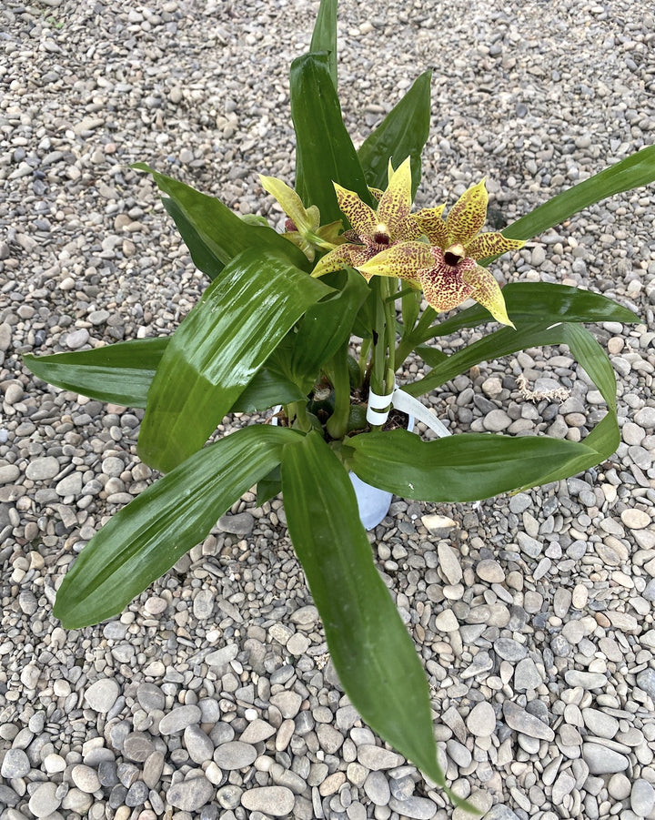 Orhidee Zygopetalum - Propetalum Golden Bay parfumata, disponibil la un pret atractiv!