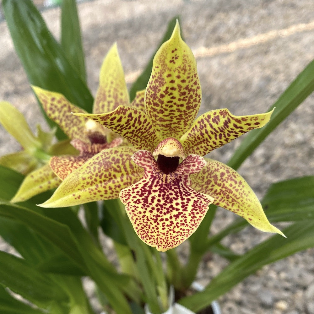 Orhidee Zygopetalum - Propetalum Golden Bay parfumata, disponibil la un pret atractiv!