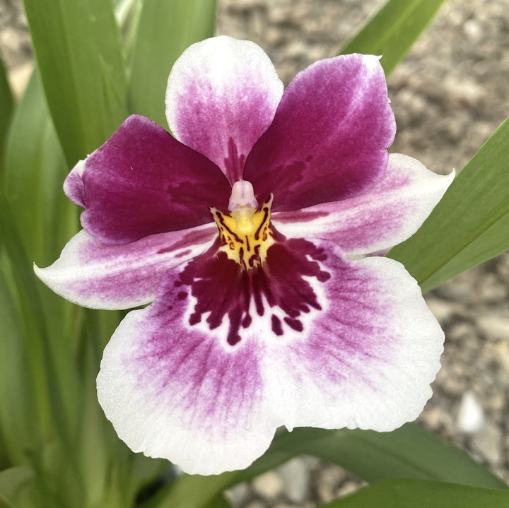 Orhidee Miltoniopsis parfumata - Princess Diana cu 2 tije florale.