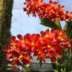 Waironara Tango Fire, AM/AOS