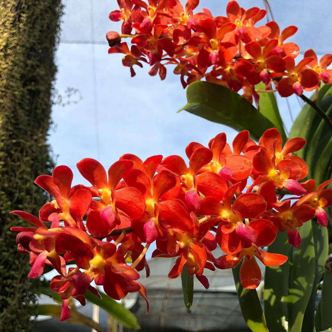 Waironara Tango Fire, AM/AOS