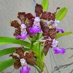 Pda. Paksorn Fragrance (Pda. Mimi Palmer × Vanda insignis)