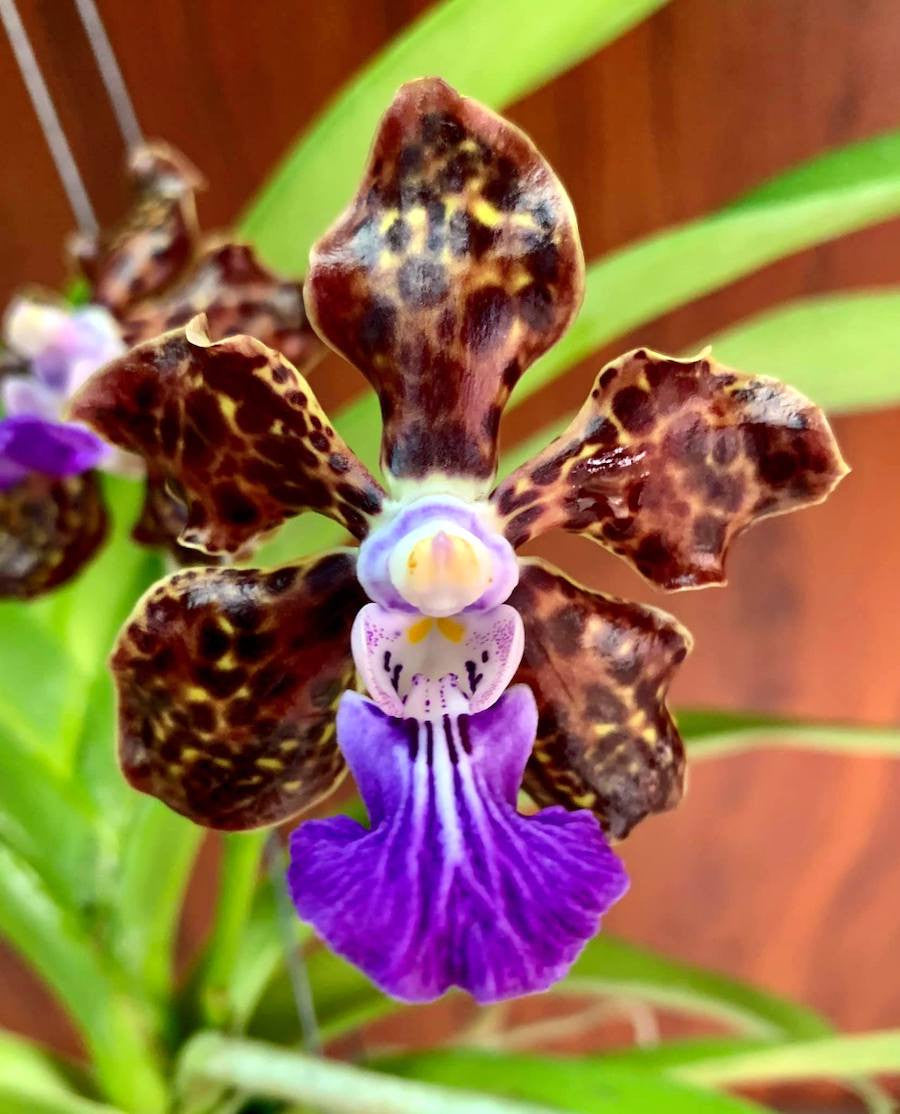 Pda. Paksorn Fragrance (Pda. Mimi Palmer × Vanda insignis)