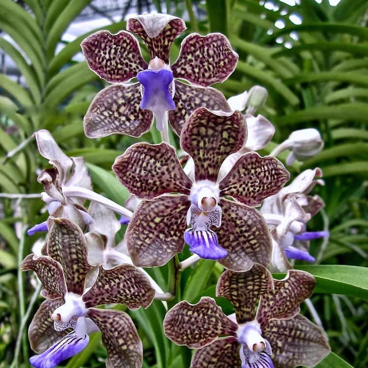 Pda. Mimi Palmer (Pda. Tan Chay Yan × V. tessellata)