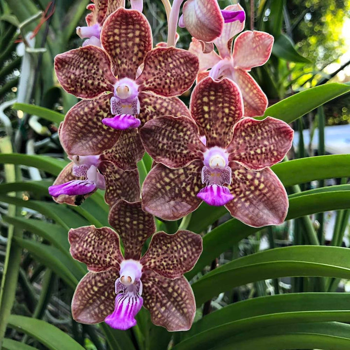 Pda. Mimi Palmer (Pda. Tan Chay Yan × V. tessellata)