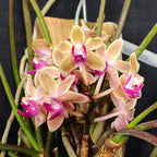 Paraphadenia Juraj Kojs (Paraphalaenopsis labukensis X Seidenfadenia mitrata)