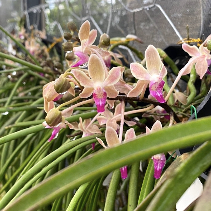 Paraphadenia Juraj Kojs (Paraphalaenopsis labukensis X Seidenfadenia mitrata)