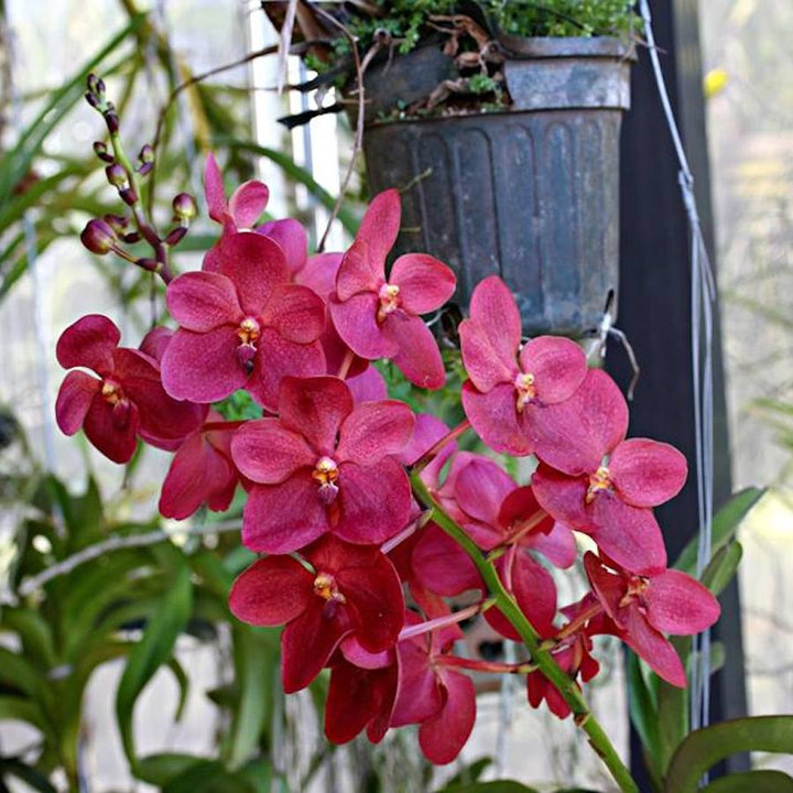 Renantanda Cherry Rose (Renanthera storiei × Vanda Doctor Anek)