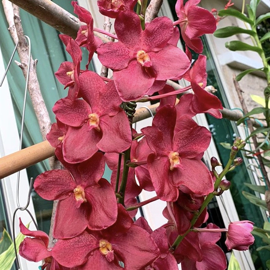 Renantanda Cherry Rose (Renanthera storiei × Vanda Doctor Anek)