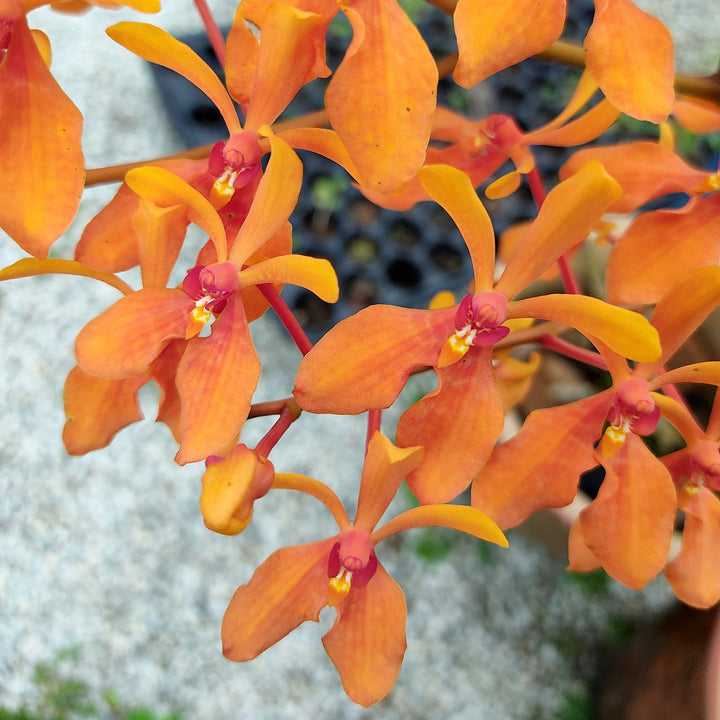 Renanthera Kalsom 'Midas Kiss' (Ren. philippinensis × Ren. storiei)